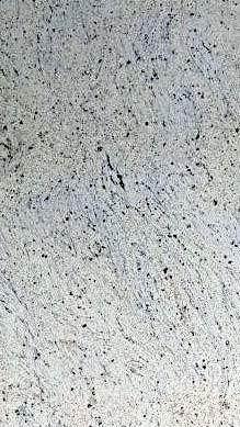 NEW KASHMIR WHITE